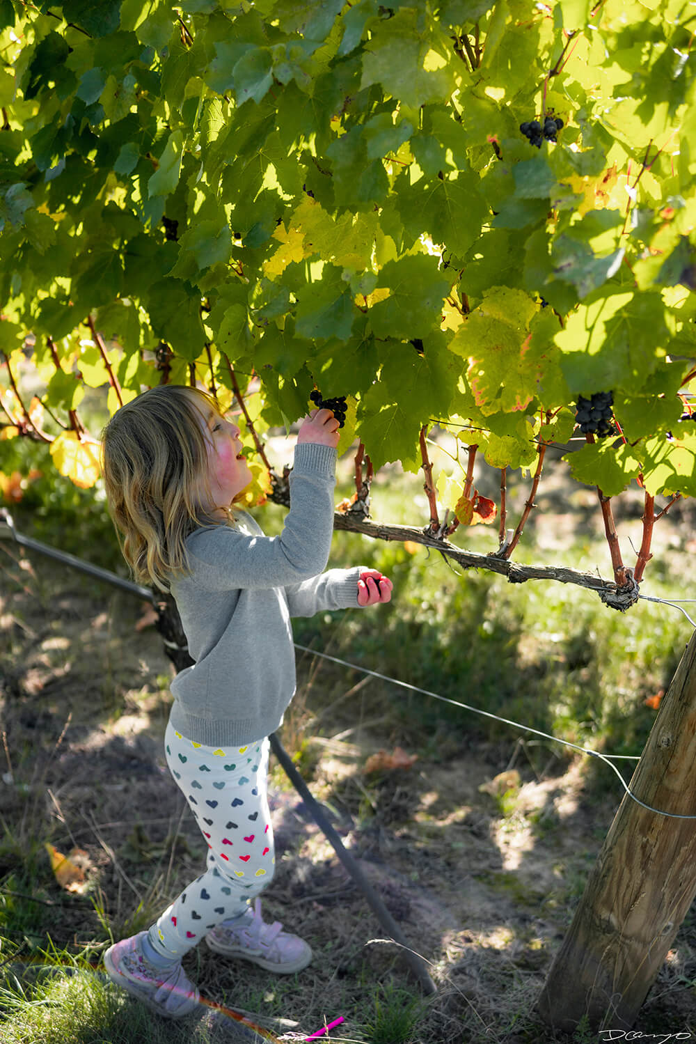 Photos with Communique Wines in McMinville, Oregon, in the Fall of 2020.